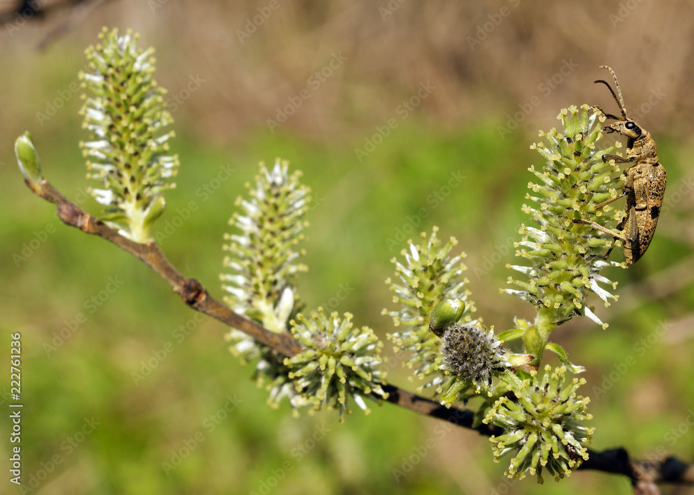 Branch of willow with buds and a beetle sitting on it Branch of willow with buds and a beetle sitting on it
