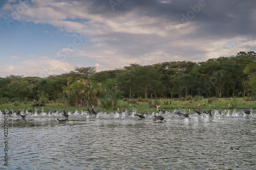 Nature Scene at Lake Victoria in Kenya, Africa