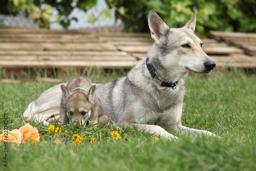 Saarloos Wolfhound bitch with puppy