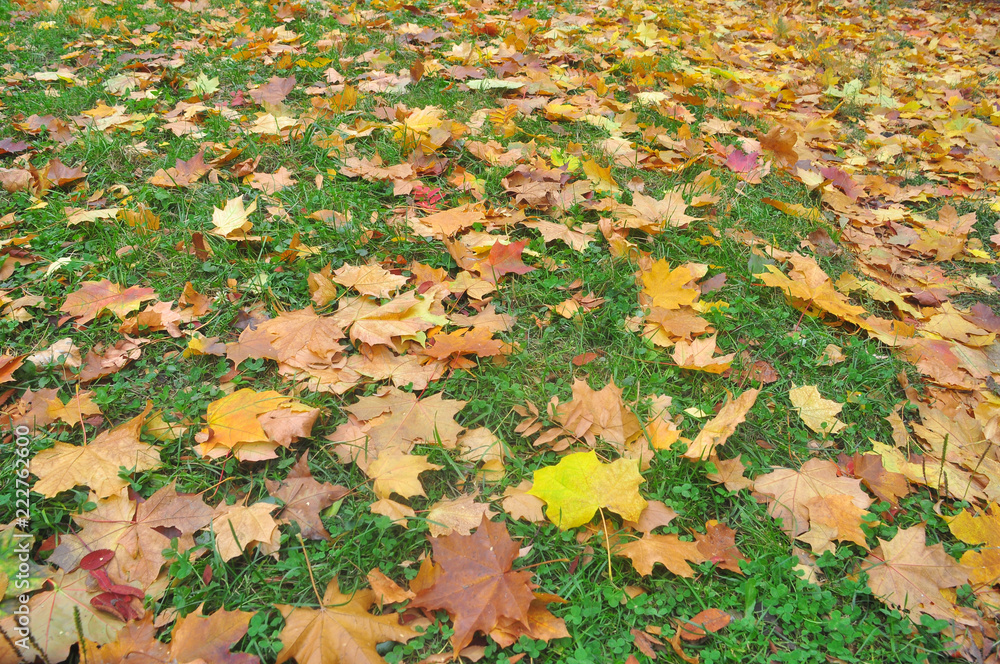 Autumn leaves on the grass. Autumn leaves on the grass.