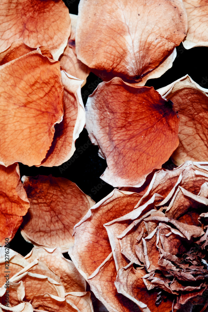 Beautiful Dried Rose and Petals on Black Background