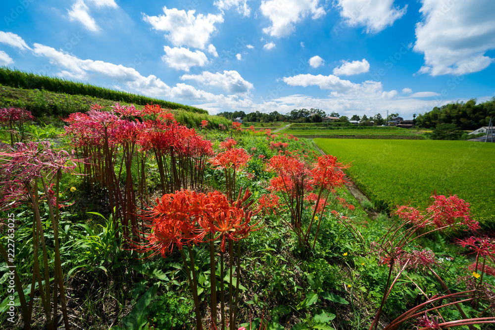 彼岸花　田園風景