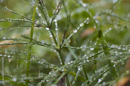 Closeup of water droplets on green grass with blurred background.