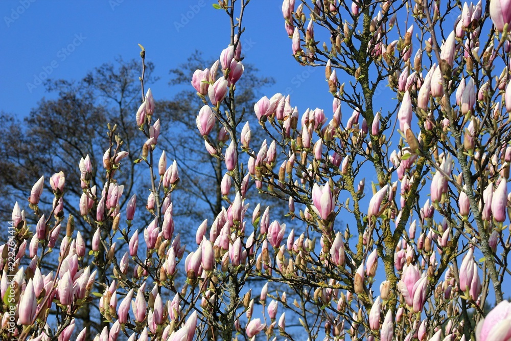 Blue sky with magnolia blossom - obrazy, fototapety, plakaty 