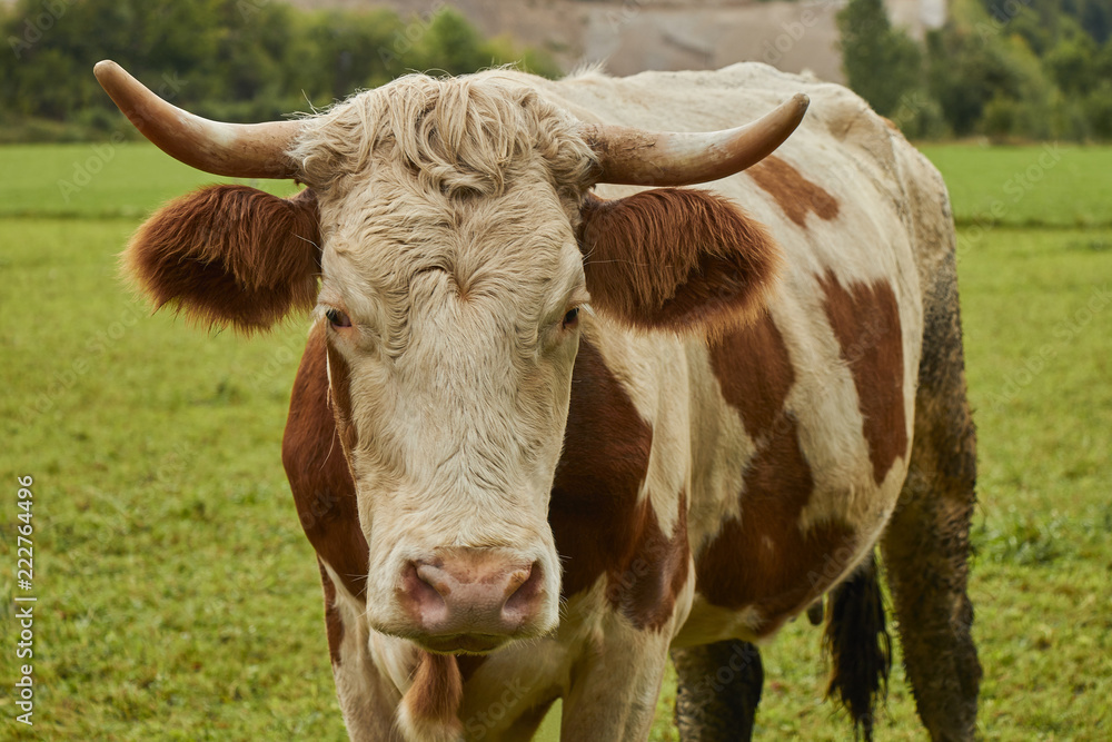 Spotted cow with horns standing on lush green grass in Austrian Alps. Spotted cow with horns standing on lush green grass in Austrian Alps.