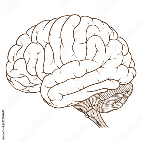 Vector Illustration ,Flat coloured Brainstem of Human brain anatomy side view on white background
