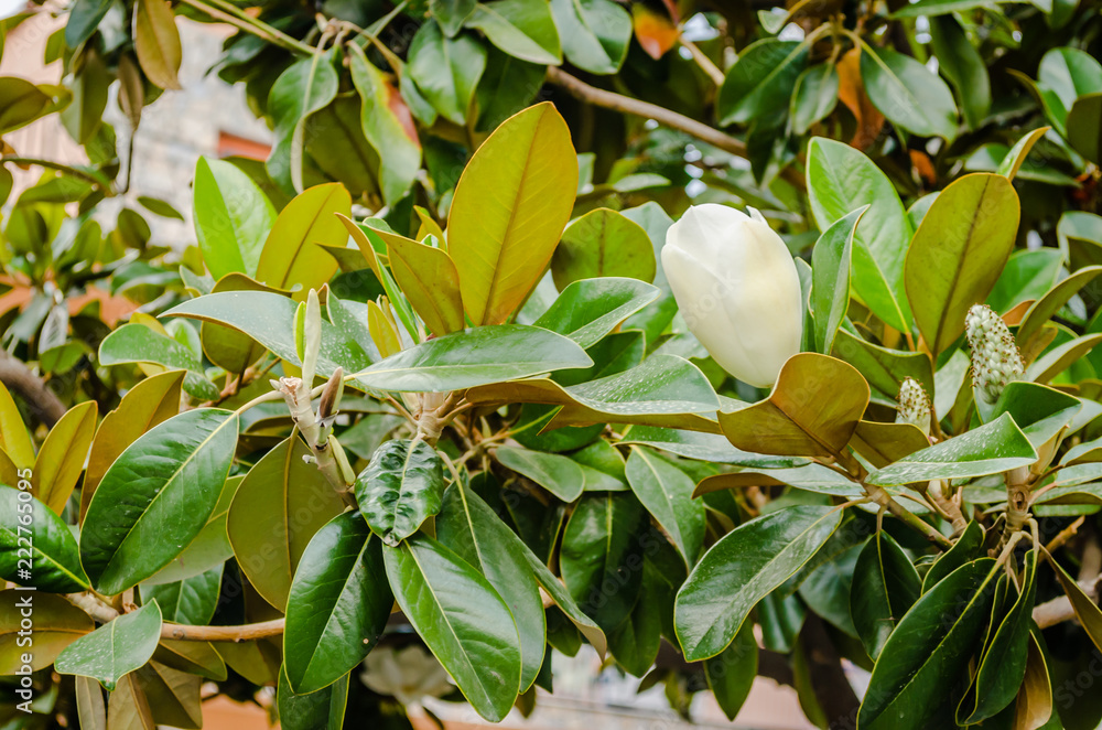 White magnolia bud plants 