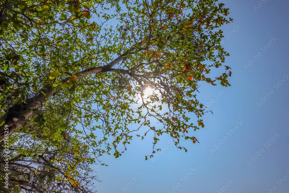 Green Tree with sunlight on blue sky background Green Tree with sunlight on blue sky background