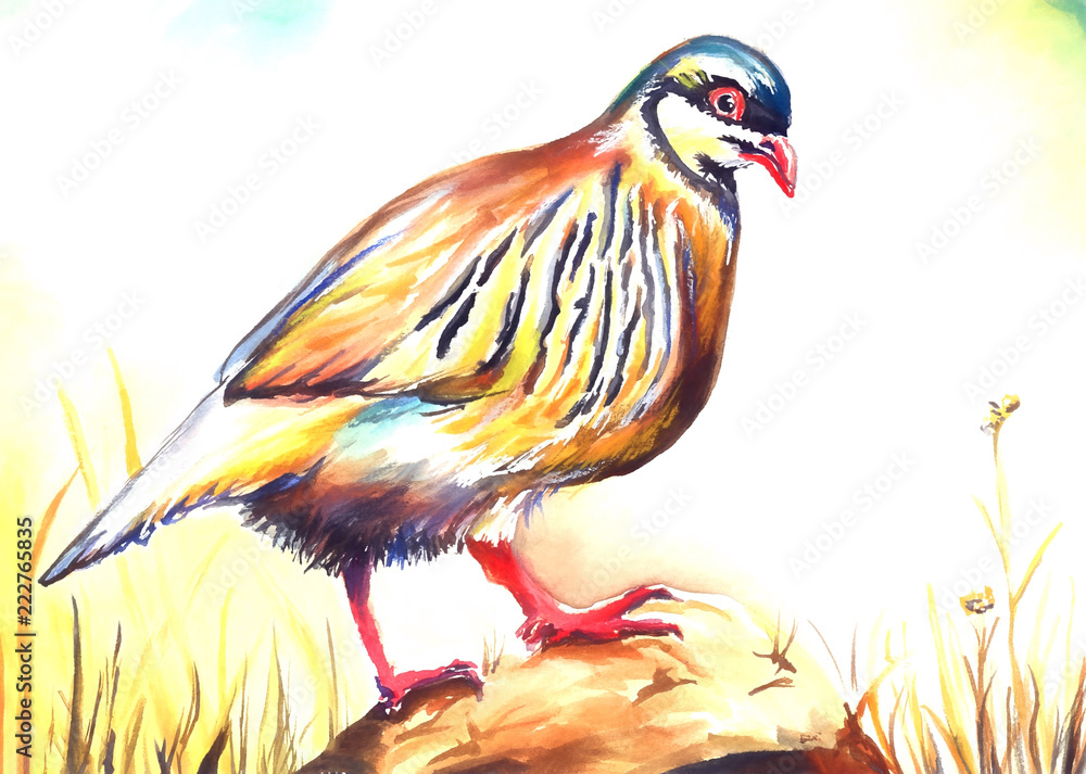 Fototapeta premium chukar bird water color drawing