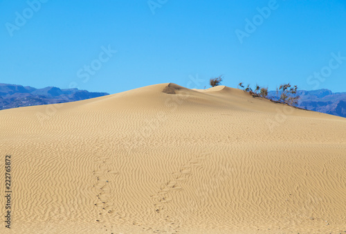 Wallpaper Mural Desert sand dune with footsteps in the sand Torontodigital.ca