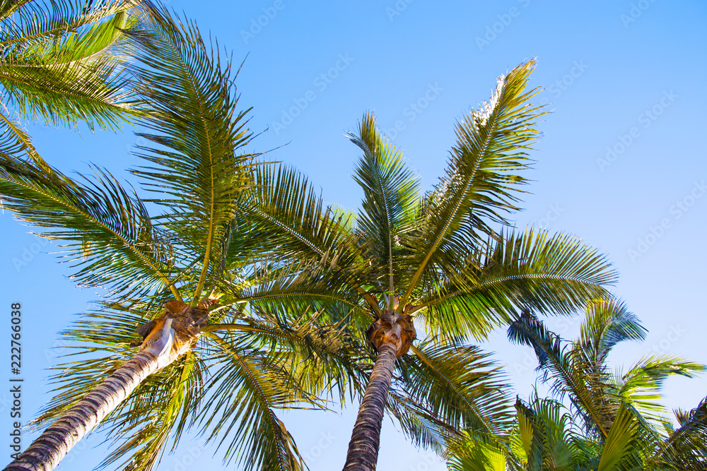 Fototapeta premium Tropical palm trees with clear sky