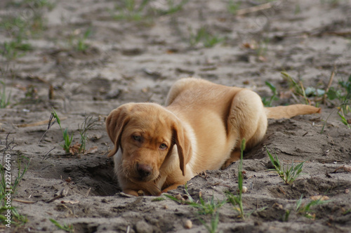 Süßer blonder Labrador Welpe