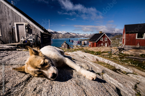 Sled dogs in Greenland photo