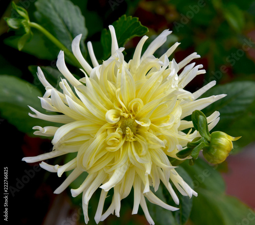 Fototapeta Naklejka Na Ścianę i Meble -  back dahlia at garden