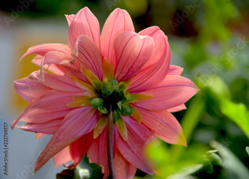 Fototapeta Naklejka Na Ścianę i Meble -  back dahlia at garden