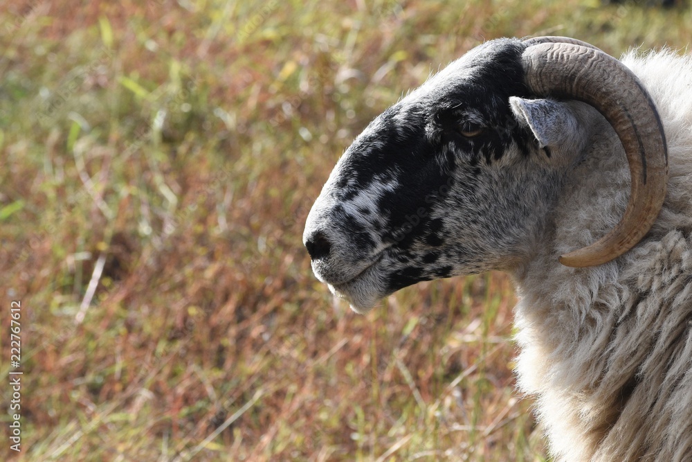 Fototapeta premium Portrait of a Scottish blackface sheep,
