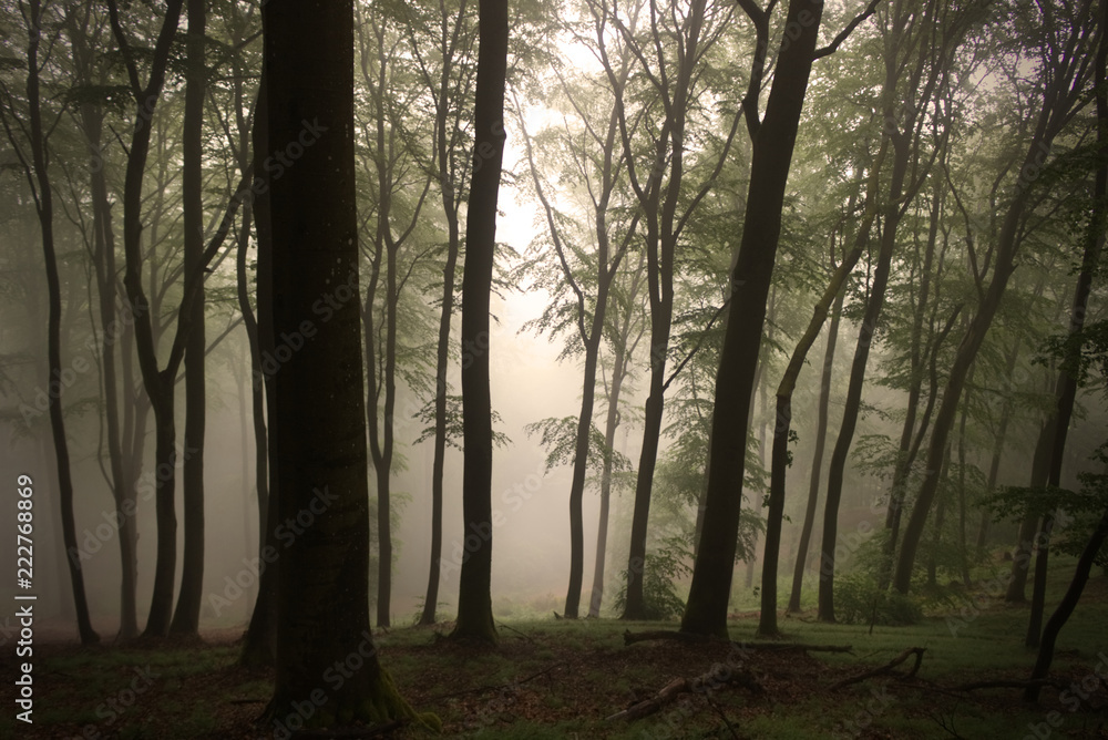 Naklejka premium Foggy Forest