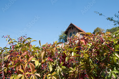 Weingut im Herbst photo