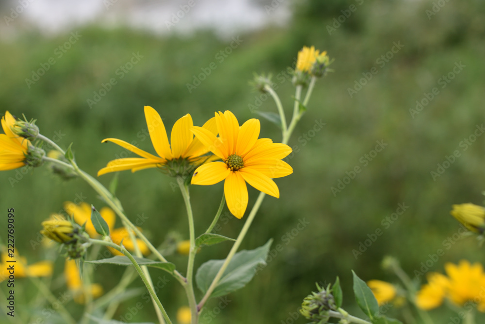日本の兵庫県たつの市の花