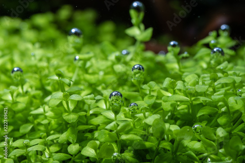 Bubbles of air on seaweed