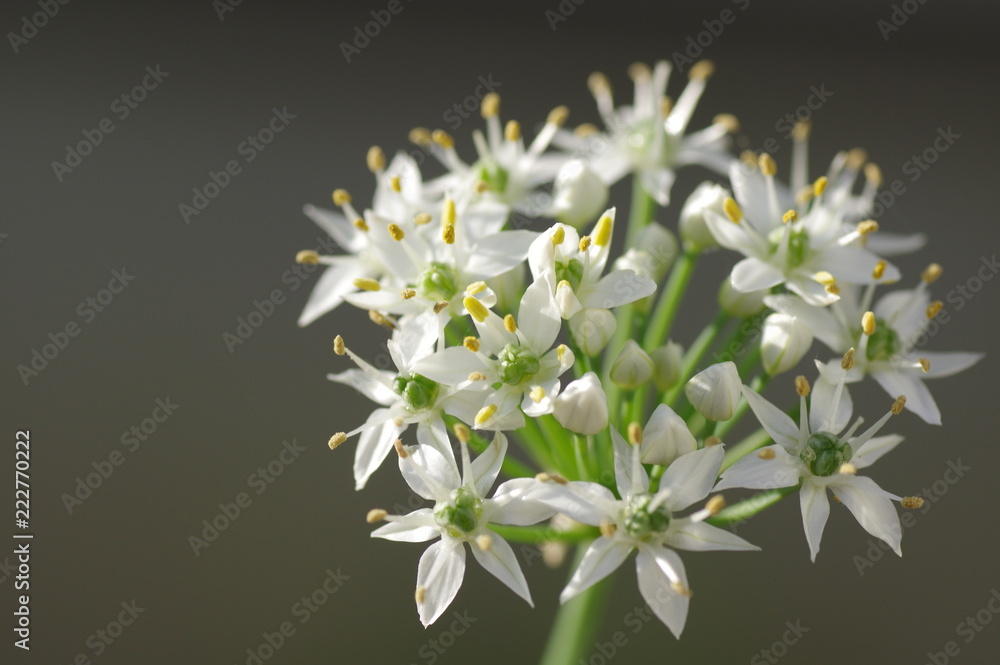 花ニラ (食用ニラの花) Stock Photo | Adobe Stock