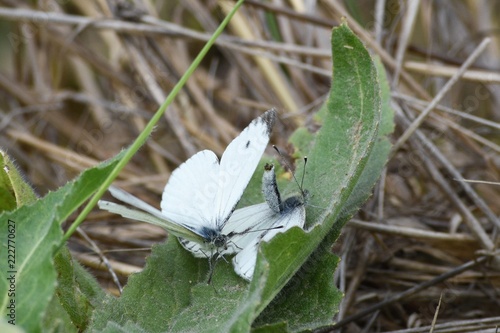 A pair of white butterflies mating on a leaf