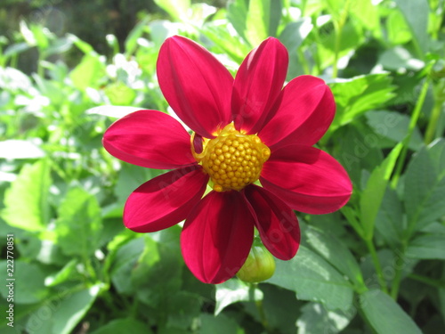 zauberhafte rote Dahlie, Blume, Blüte, Natur, Sommer