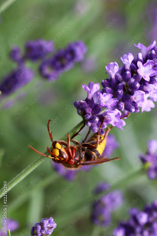The European horn- Vespa crabro on the lavender flowers The European horn- Vespa crabro on the lavender flowers