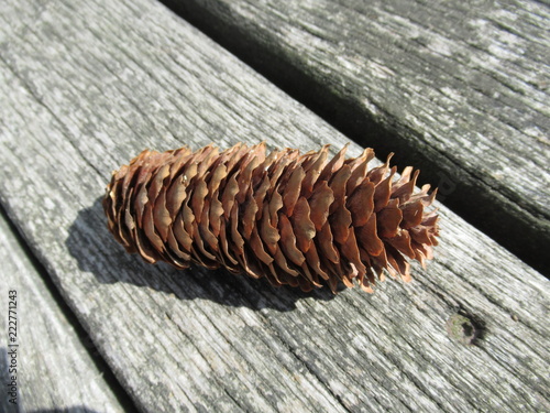 schöner Tannenzapfen, Herbst, Baum, Holz