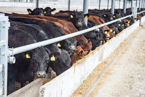 Fotografia, Obraz feeding a herd of cows on a farm. beef cattle