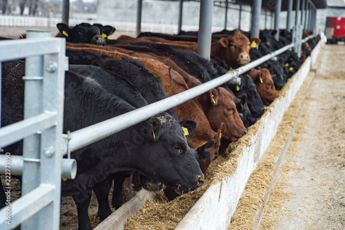 Black and brown cows in a farm cowshed.