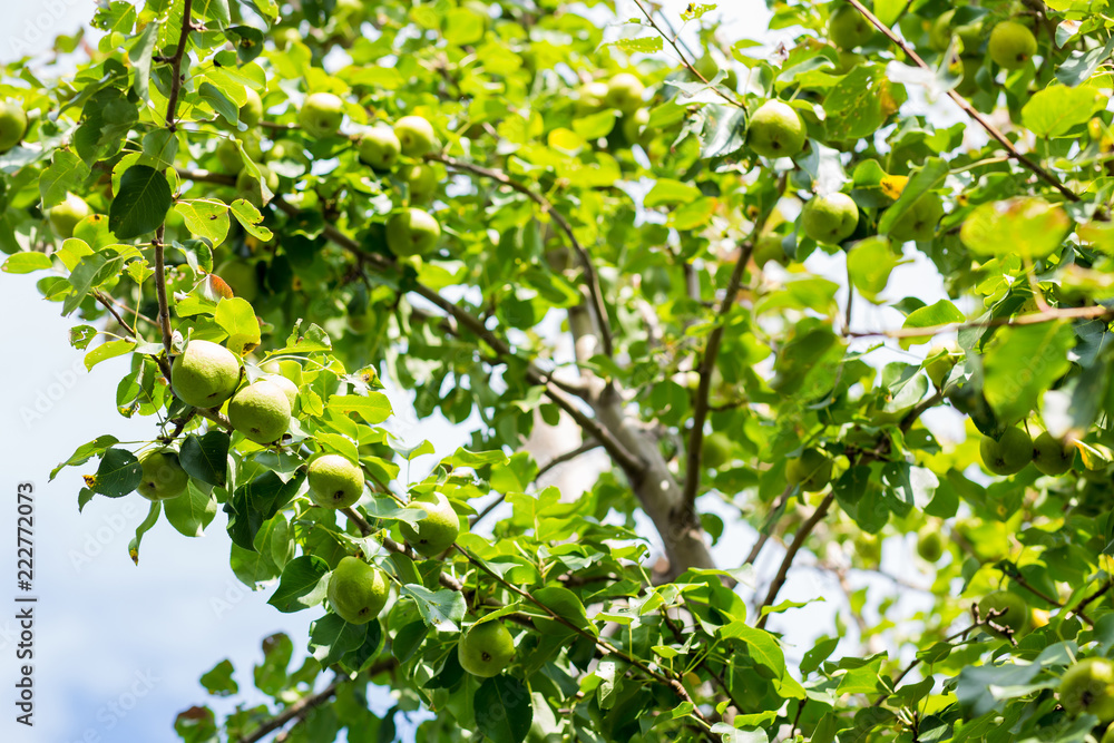 Ripe pears on tree branch. Organic pears in the garden.