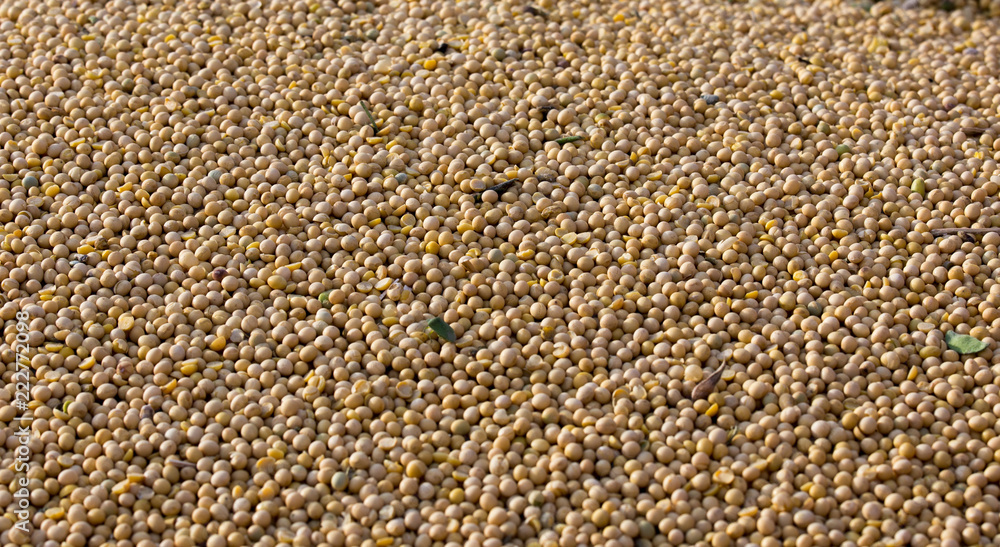 Soybean grains on pile Soybean grains on pile