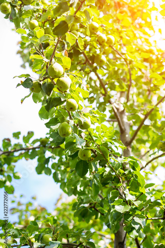 Ripe pears on tree branch.