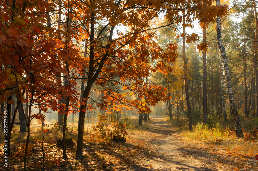 walk in the forest. morning. Sun rays. beauty. autumn.
