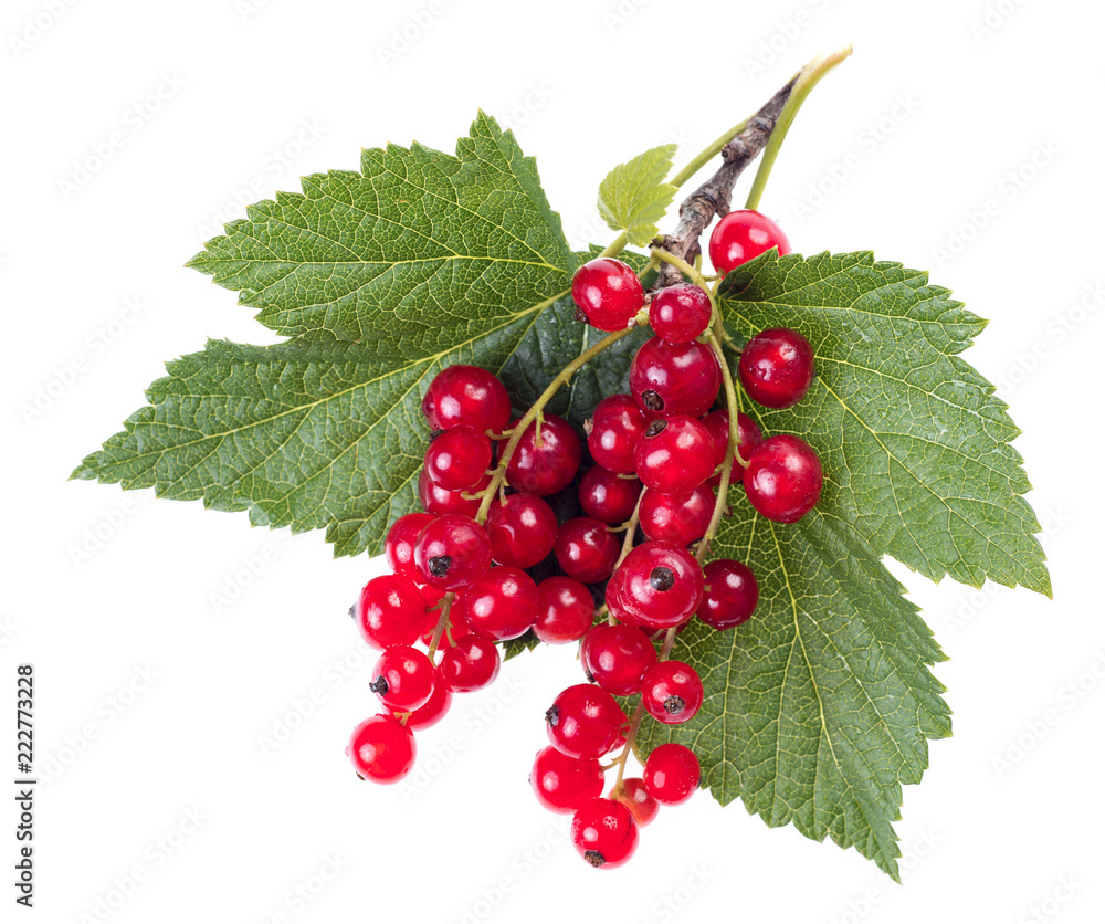 red currant with green leaves isolated on white background red currant with green leaves isolated on white background