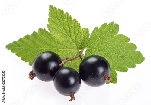 black currant with green leaves isolated on white background