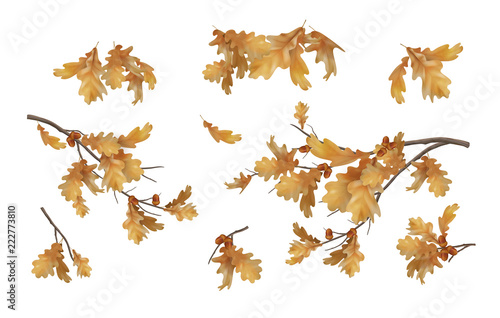 Vector autumn oak leaves