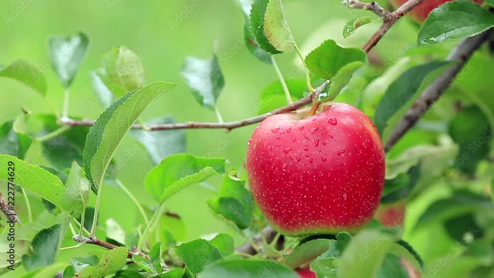 Hand picked ripe apple with apple plantation in the background. Hand picked ripe apple with apple plantation in the background.