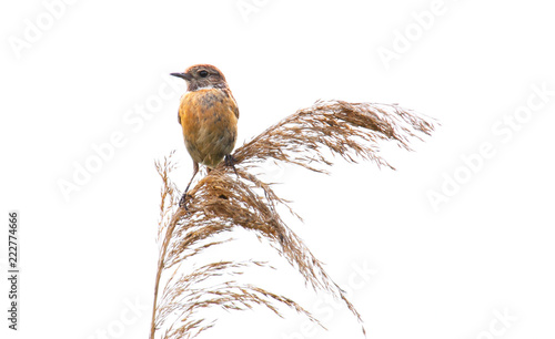 Thrush nightingale , Sprosser singing on grass photo