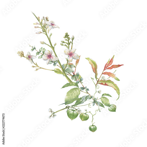watercolor painting of leaves and flower, on white background