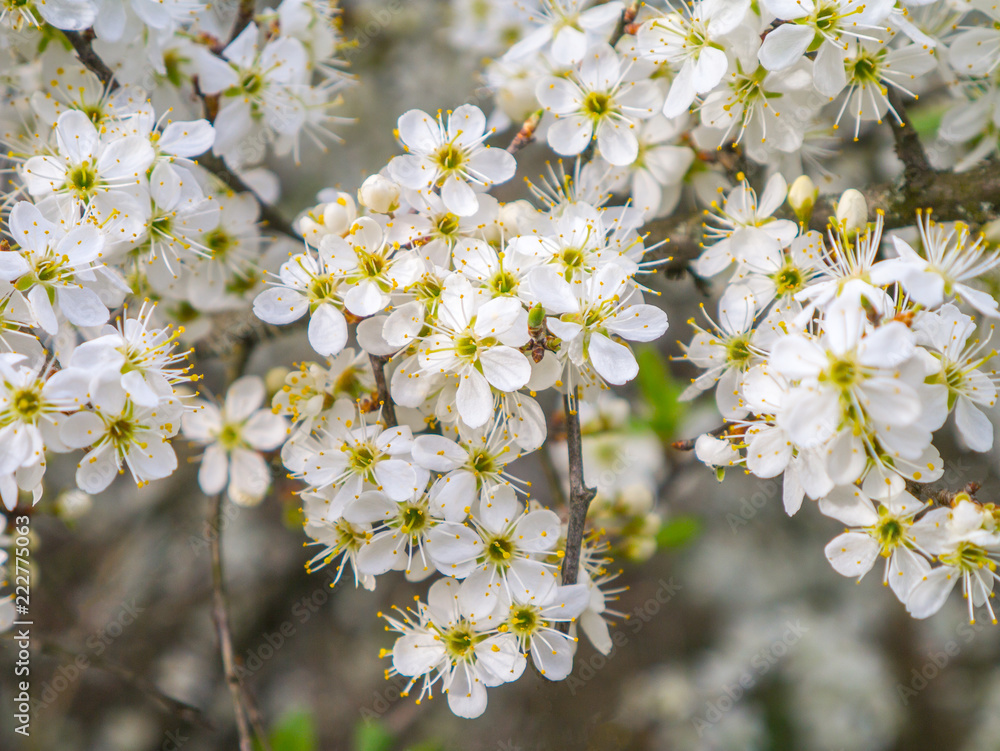 white flowers and branches of cherry blossoms in the spring garden white flowers and branches of cherry blossoms in the spring garden