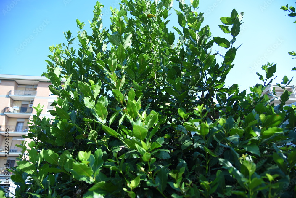 tree tree