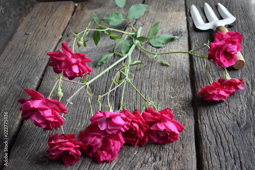 Rosas silvestres recien cortadas sobre madera antigua