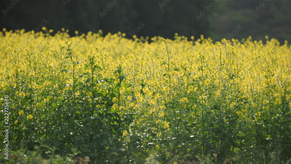 Obraz premium OLYMPUS DIGITAL CAMERA