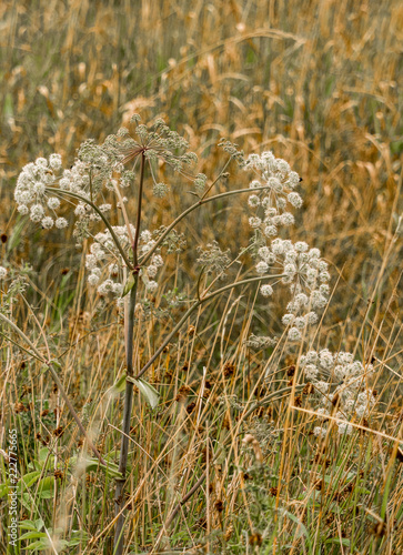 Sweet angelica plant at Brockholes nature reserve, Brockholes, Preston, Lancashire, Uk photo