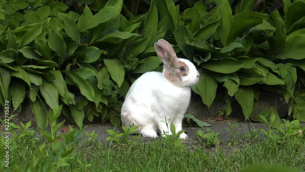 The charming white-brown bunny. Green grass in the garden. Panning,Closeup, The charming white-brown bunny. Green grass in the garden. Panning,Closeup,