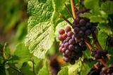 Summer Moravian vineyard