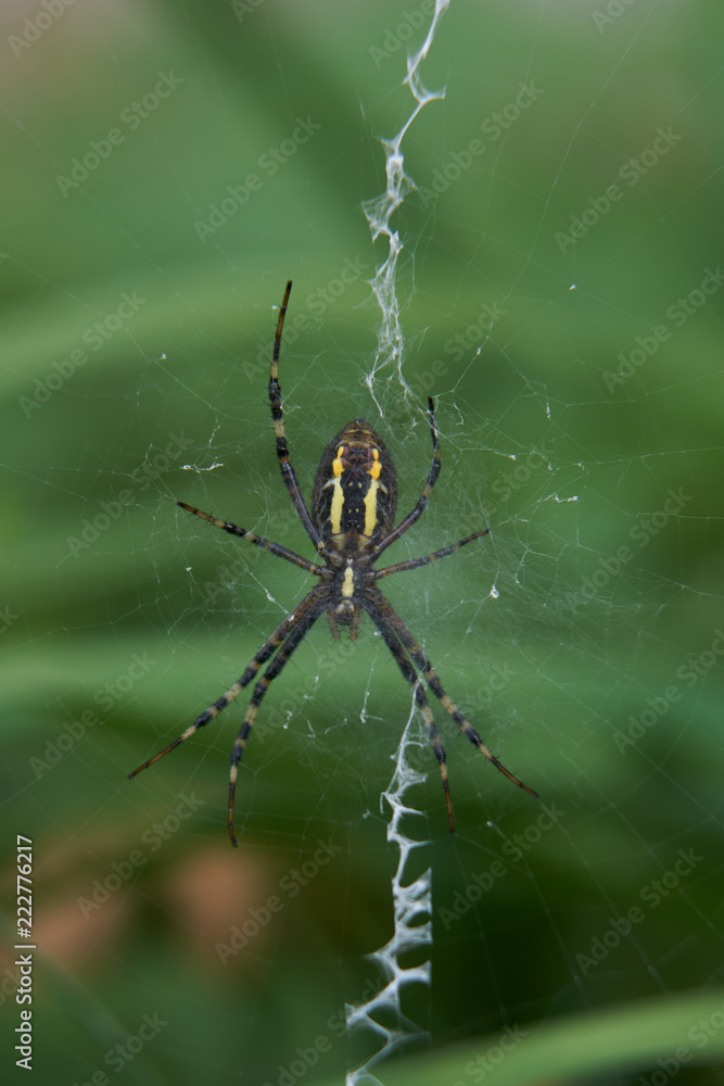 Spinne im Netz Spinne im Netz