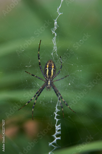 Spinne im Netz © Mr.M
